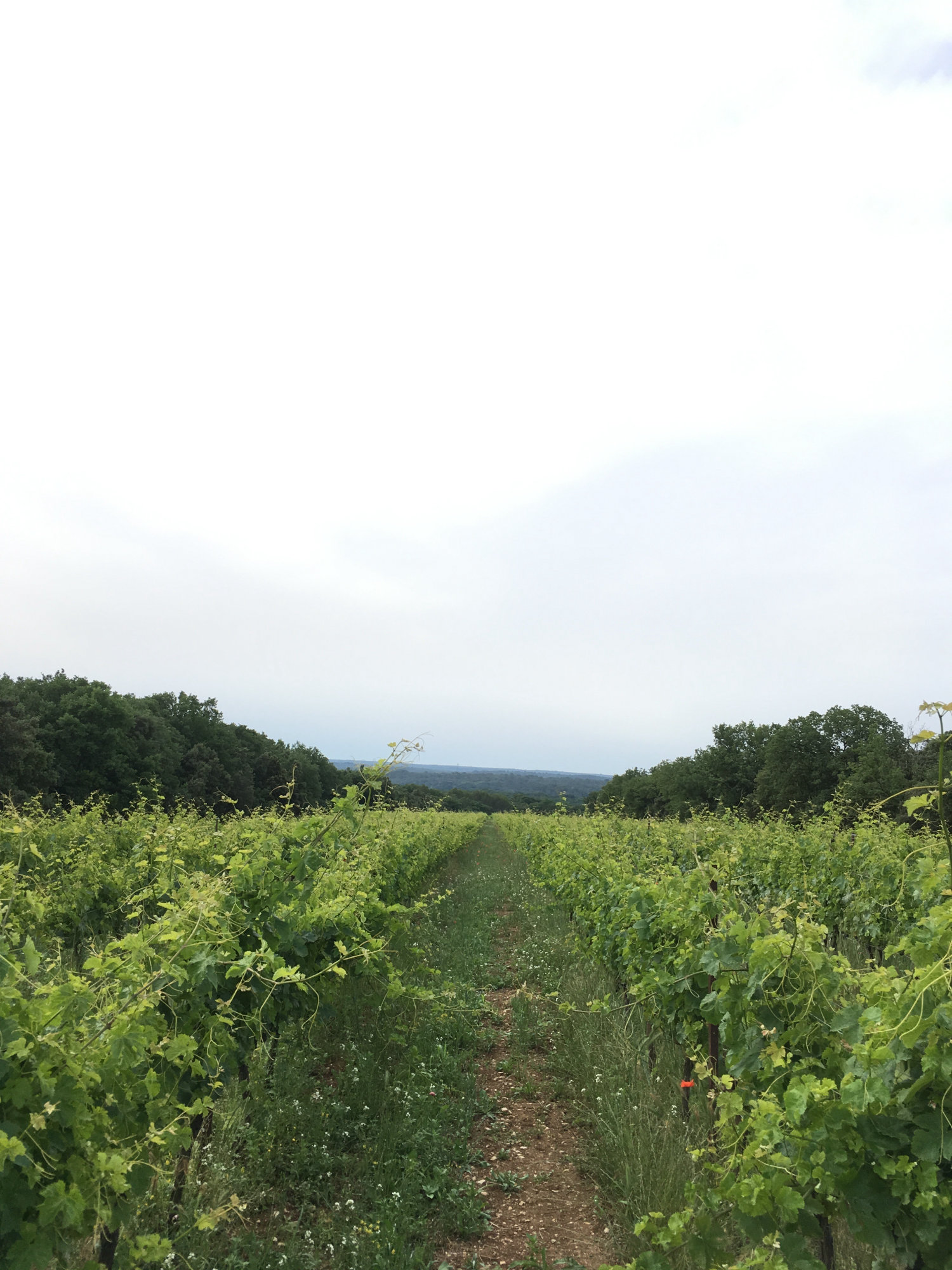 Ground-level view along a grapevine row at Domaine Deleuze Rochetin, green foliage either side, trees on horizon, overcast sky.