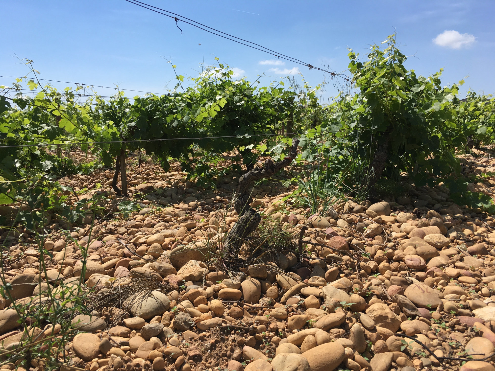 Old grapevines on wire trellis growing from galets-covered soil at Domaine des Favards vineyard under a blue sky.