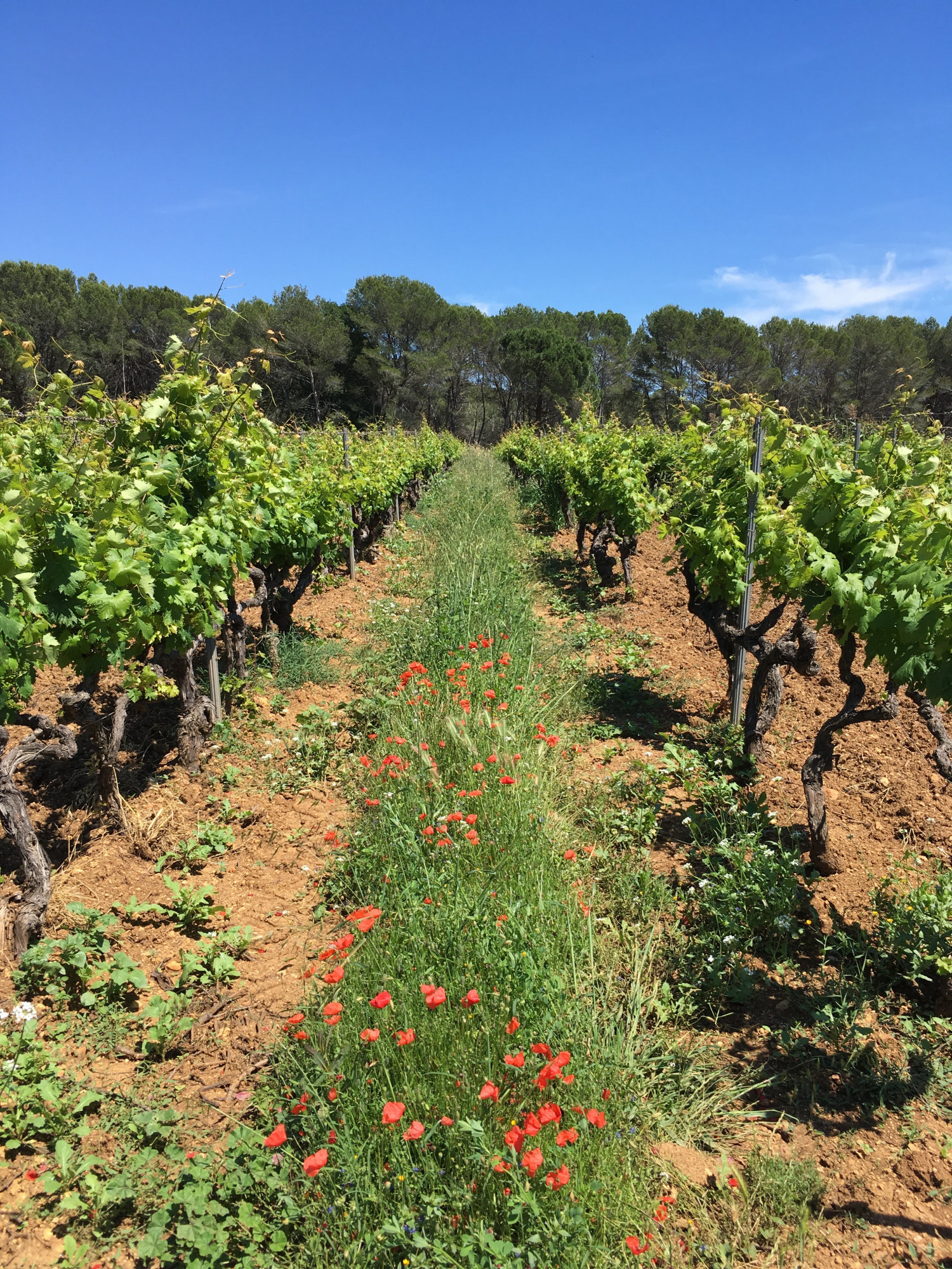 Rows of old grapevines with red poppies along the row middles, red clay soil, and pine trees under a bright blue sky — Domaine de Marchandise.