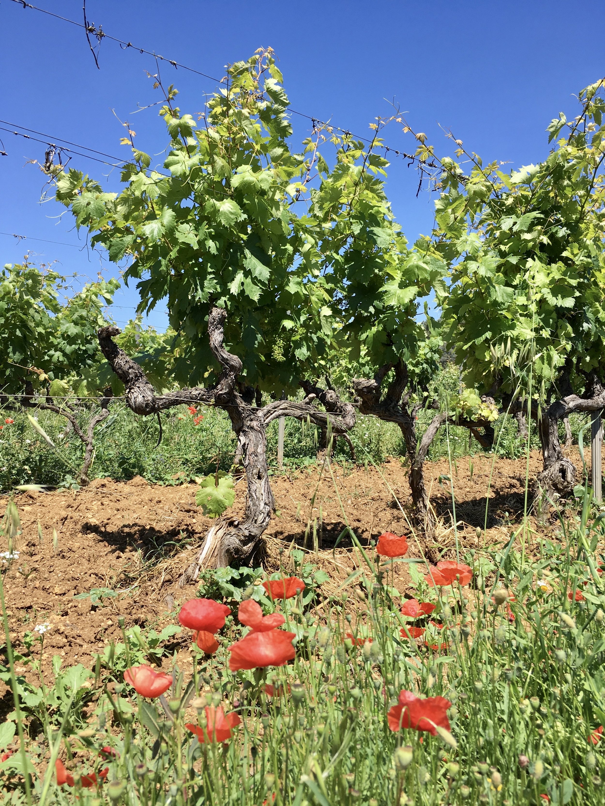 Domaine de Marchandise — Provence