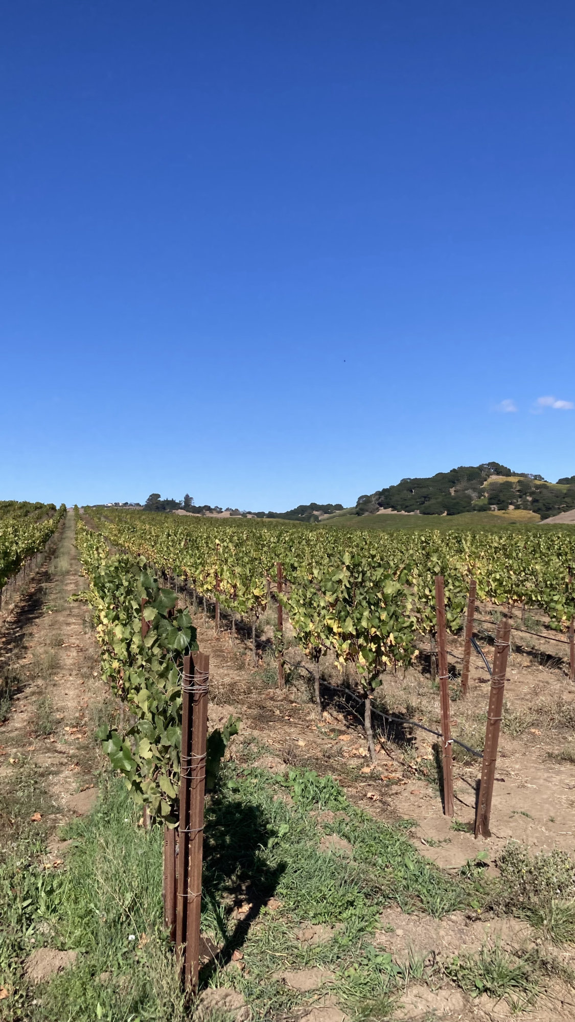 Rows of grapevines on wooden posts stretching toward oak-studded hills under a clear blue sky, post-harvest foliage turning yellow-green.